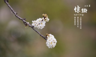 惊蛰节气的气候特征（惊蛰节气的气候特征是什么）