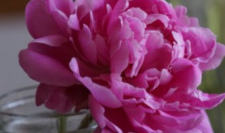 芍药正确浇水方法 芍药浇水的正确方法