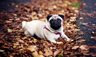 巴哥犬怎么挑选品相（巴哥犬品相怎么看,怎么挑选巴哥幼犬）