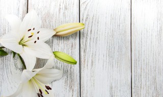 百合买多少支有讲究吗 买百合买多少朵合适