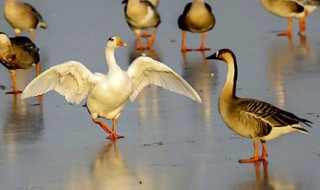 大雁冬眠吗（大雁冬眠吗?为什么?）