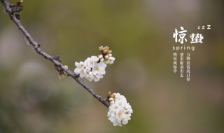 惊蛰节气的特点和风俗 惊蛰节气的特点和风俗视频