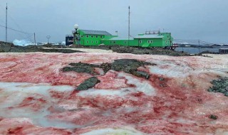 南极西瓜雪是由什么造成的（南极西瓜雪图片大全大图）