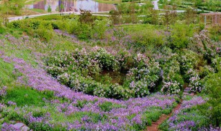 世界五大公园树种（世界五大公园树种有哪些）