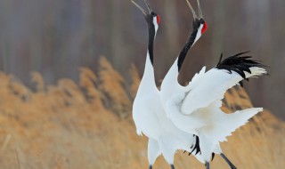 丹顶鹤用一条腿站立时是在干什么 丹顶鹤用一只脚站着的时候是在干嘛