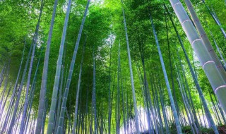 毛竹苗几年才能长成大毛竹 毛竹栽植的最佳时间