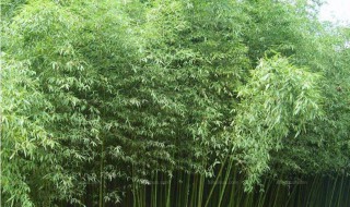 慈孝竹的移植方法（慈孝竹怎么移栽）