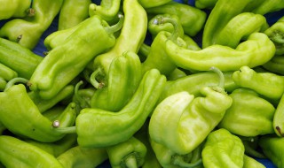 南方辣椒种植时间和方法(南方辣椒育苗方法和时间)