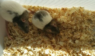 花枝鼠尾巴能剪掉吗 花枝鼠饲养八大禁忌