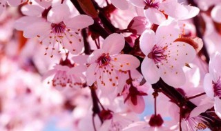 2021樱花盛开的唯美句子说说 樱花盛开发朋友圈的说说