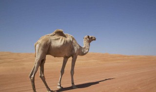 新疆骆驼吃什么食物（新疆骆驼吃什么食物呢）