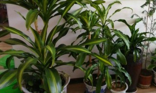 巴西木被冻了还能活吗 巴西木被冻了还能活吗图片