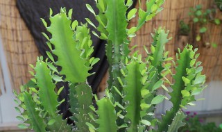 龙骨冻了还能恢复过来吗（龙骨冻了还能活吗）