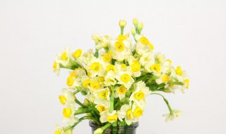 水仙叶子耷拉下来能修剪掉吗 水仙叶子耷拉下来能修剪掉吗图片