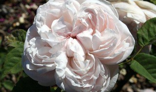 圣塞西莉亚花的花语 圣塞西莉娅 月季