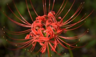 彼岸花生长在什么地方啊 彼岸花生长在什么地方啊图片