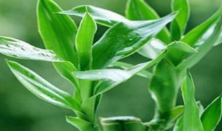 水培富贵竹如何过冬 水培富贵竹如何过冬视频