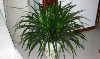 龙雪兰的养殖方法和注意事项 龙雪松植物图片