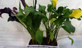 马蒂莲能不能放在家中