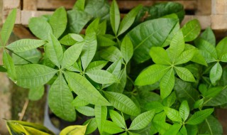 发财树有毒吗（发财树有毒吗 能在室内养吗）