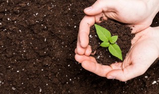 草炭是什么（草炭是什么意思）