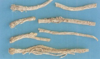 防风的功效与作用有哪些（防风的功效和作用）