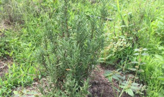 马草作用和功效是什么 马鞕草的功效作用