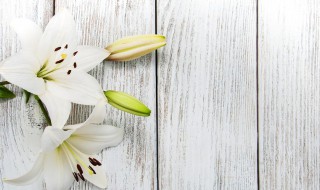 百合花的功效有什么（百合花的功效有什么禁忌）