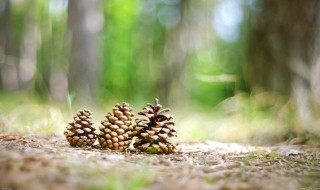 松果有什么作用与营养成分 松果有什么作用与营养成分含量高