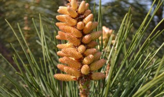 松树花粉有什么作用(松花粉是松树的花吗)