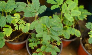 含羞草有什么作用 含羞草有什么作用与功效