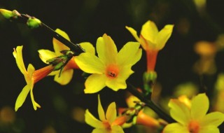 迎春花什么时候开花（迎春花什么时候开花 几点钟开）