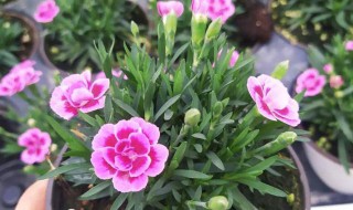 石竹养殖的注意事项有哪些（石竹养殖的注意事项有哪些视频）