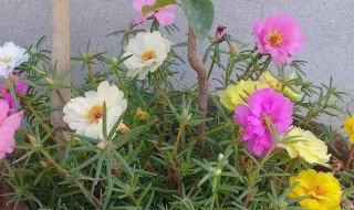 怎么种植太阳花 怎么种植太阳花?