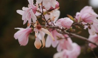 多花木兰有什么特点（木兰花的特点）