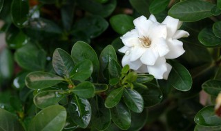 什么植物好养又好看（什么植物好养又好看室内不是绿色）