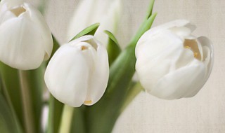 白色郁金香花语是什么（白色郁金香花语是什么意思）