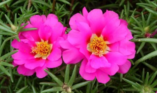 午时花的功效与作用 端午花的作用