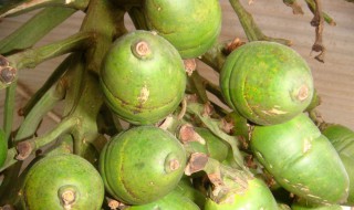 女生吃槟榔的危害 女生吃槟榔的危害视频