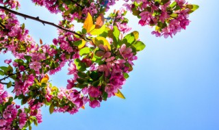 杜鹃花的花语是什么（簕杜鹃的花语是什么）