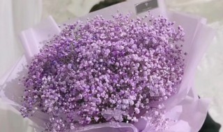 满天星花的花语是什么（满天星 的花语是什么）