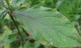 倒扣草是什么 倒扣草是什么草