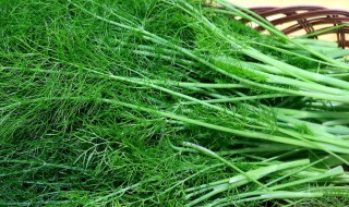 小茴香是什么 小茴香是什么季节的菜