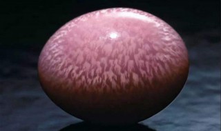 海螺珍珠是什么（海螺珍珠是什么动物）