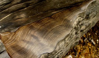 阴沉木鉴定方法（阴沉木的鉴别图片大全）