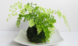 铁线蕨如何养殖 铁线蕨养殖方法视频