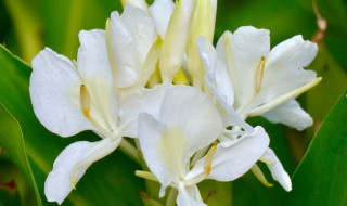 姜花的食用方法 姜花可食用吗