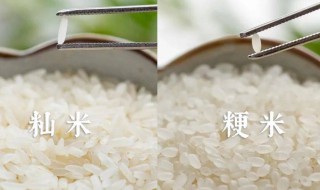 籼米好吃还是粳米好吃 籼米好吃还是粳米好吃知乎