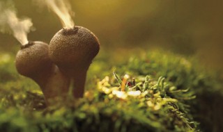 杀死真菌的最好方法（杀死真菌的最好方法是什么）