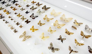 蝴蝶组词（蝴蝶组词和拼音）